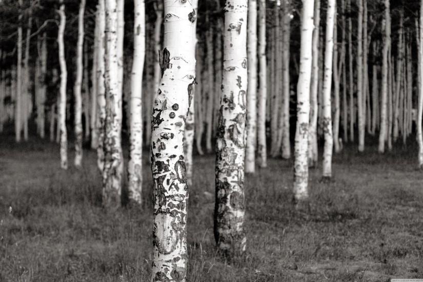 black and white birch trees wallpaper - ForWallpaper.com