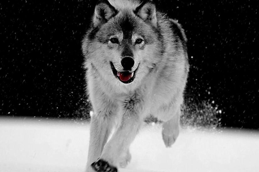 cool wolf backgrounds 1920x1080 for mobile hd