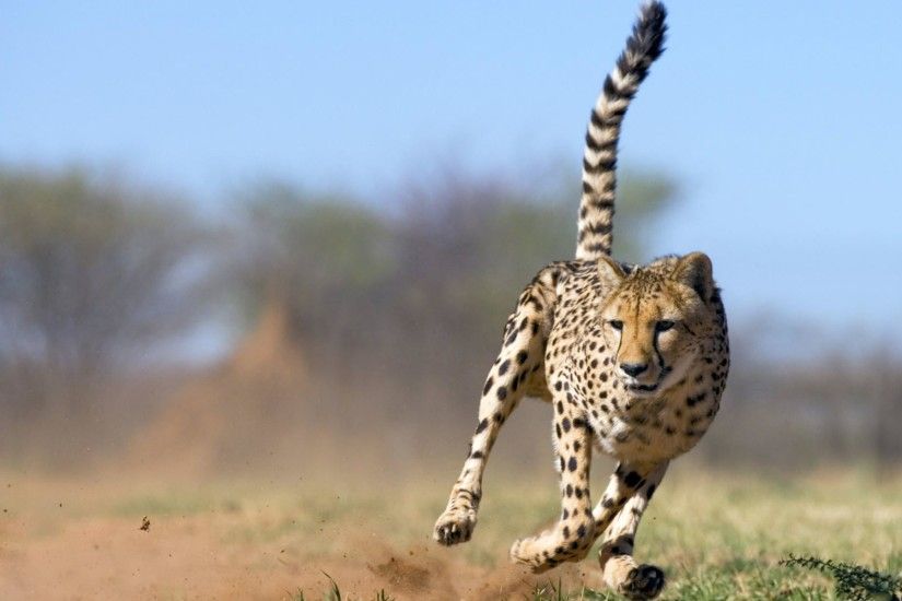 Free Cheetah Wallpaper. Â« CheetahWidescreen Cheetah Backgrounds Â»