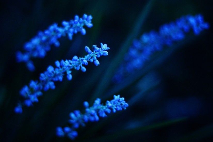 lovley-light-blue-flowers-wallpapers-1024x768.jpg (1024Ã