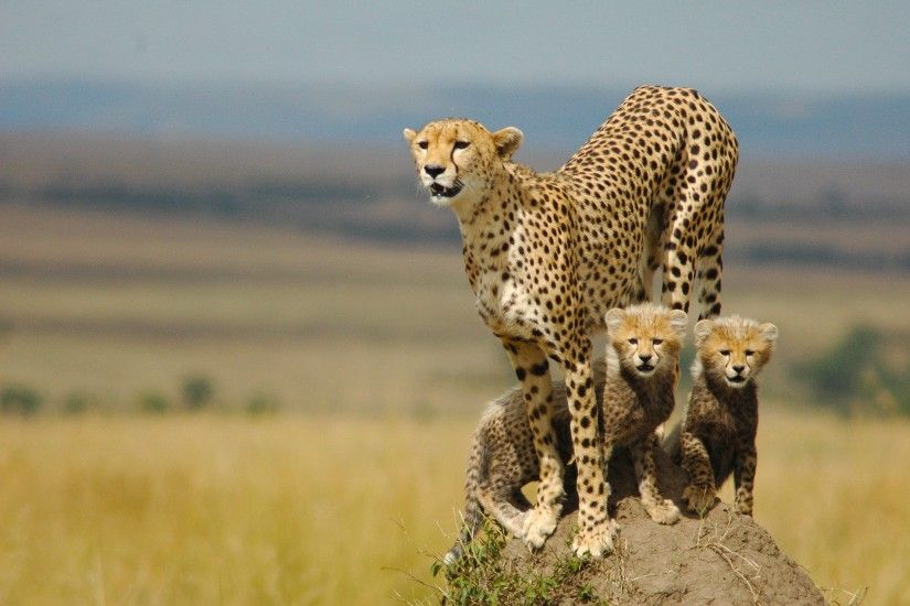 Running Cheetah Wallpaper