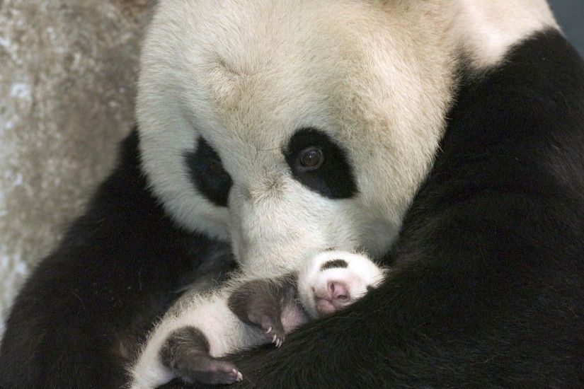 Baer Tag - Baer Pandas Cute Baby Panda Bears Wallpapers Wallpaper Animal  for HD 16: