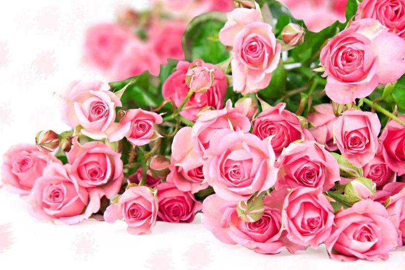 Beautiful pink roses wallpaper HD.