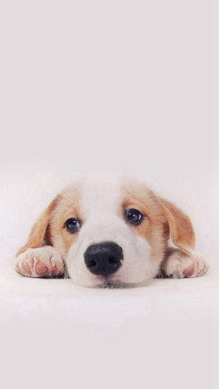 Cute Puppy Dog Pet #iPhone #6 #plus #wallpaper