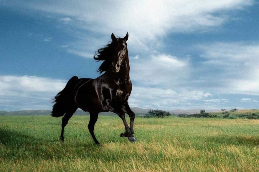 Black Horses HD Wallpapers – Horse Desktop Wallpapers – HD .