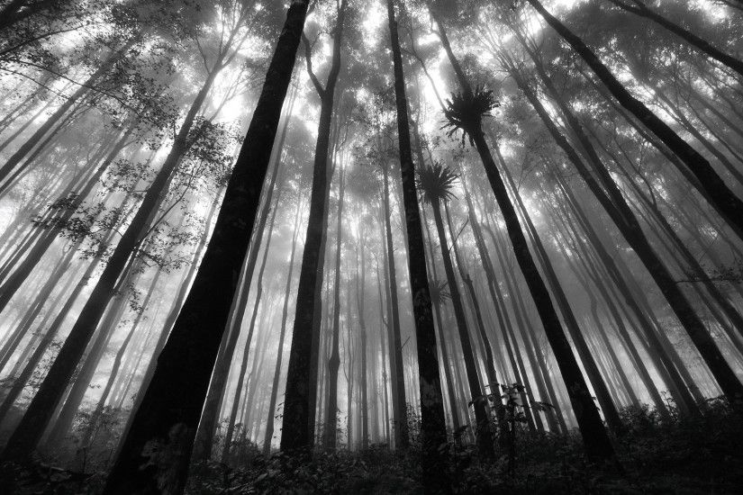 Black And White Pictures Anime Forest 3 Wide Wallpaper. Black And White  Pictures Anime Forest 3 Wide Wallpaper