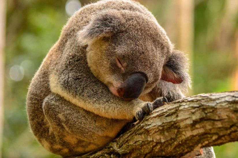 koala sleeping wide hd wallpaper 16575