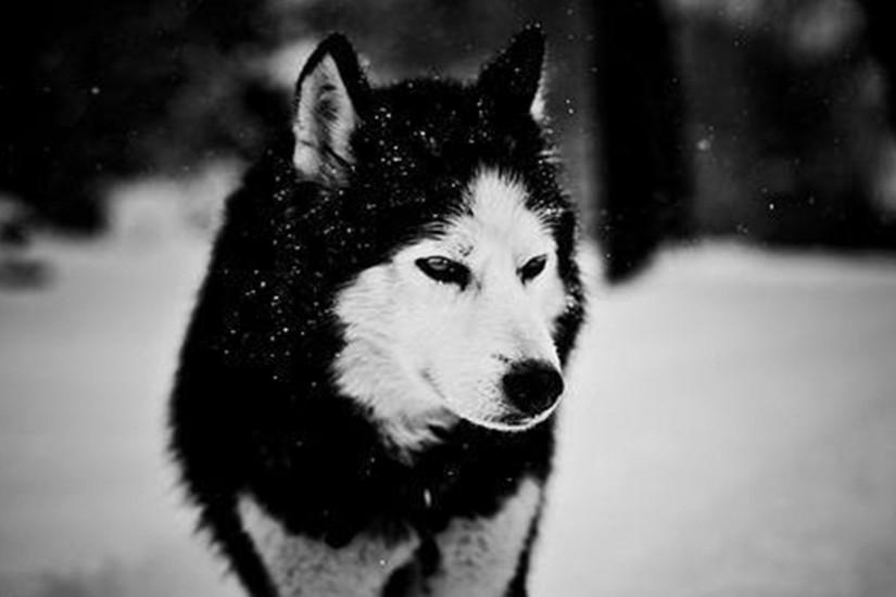 Wolf Pictures All About Wolves Wallpapers Pinterest Wolves 1920Ã1080 White Wolves  Wallpapers (43