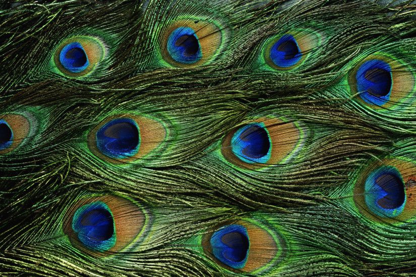 Peacock Bird Desktop Wallpaper 50070