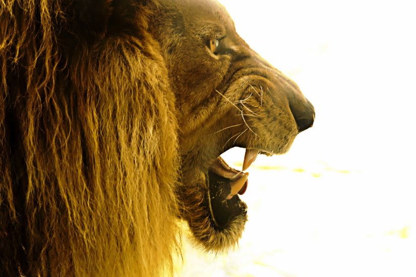 Terrible Lion Wallpaper – Lion Teeth HD Wallpaper