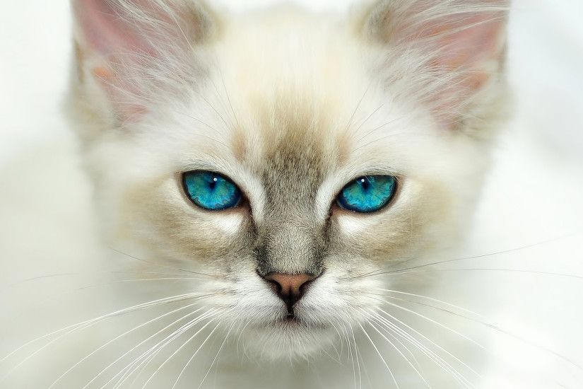 Cat Cool Eyes Desktop Background. Download 1920x1080 ...