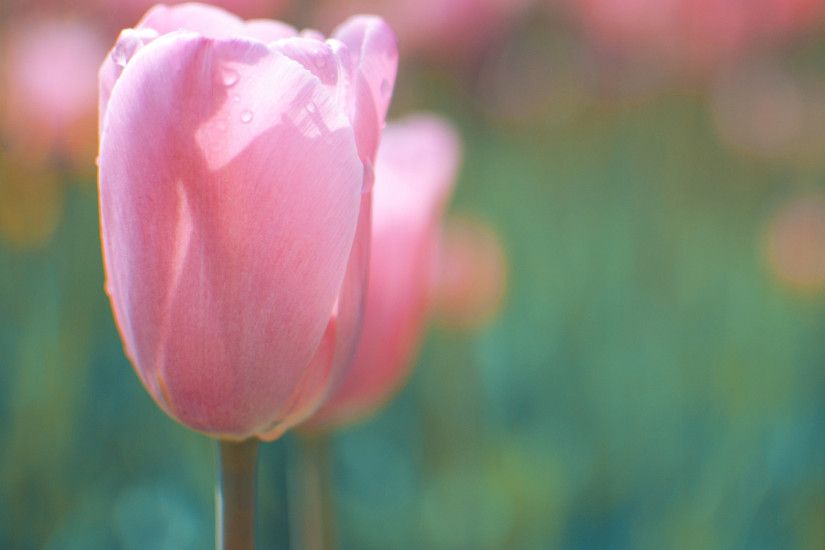 Pink Tulip Galaxy s3 Wallpapers