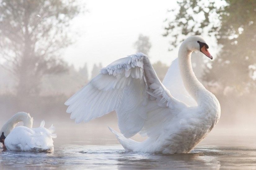 Animal - Mute swan Swan Wallpaper