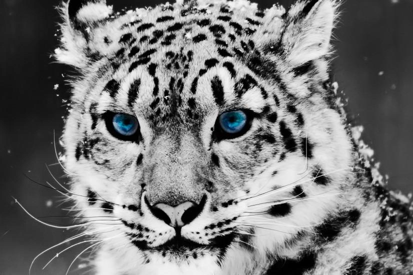 White Tiger Wallpaper Downloads