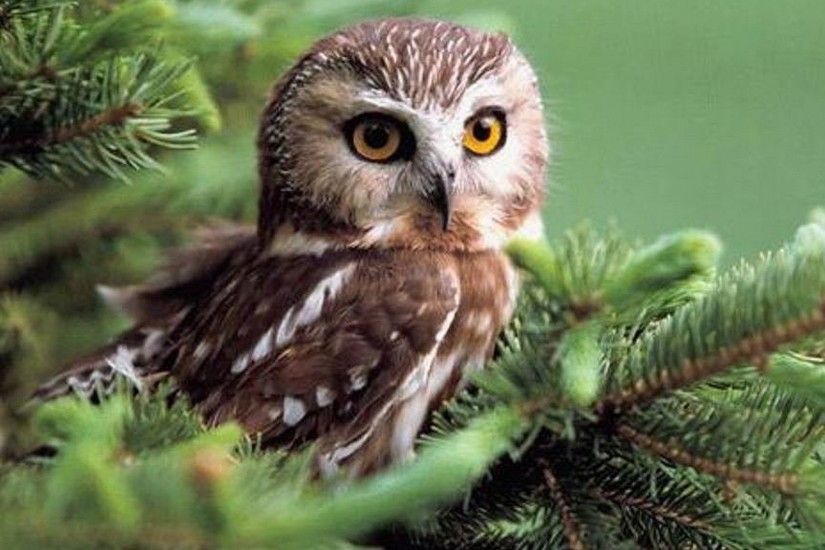 cute owl desktop wallpaper. Â«Â«