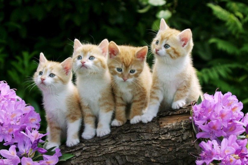 Cute Cats Animal Desktop Wallpaper