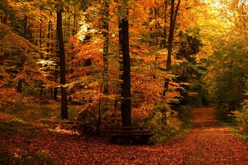 fall wallpaper trees beautiful. Â«Â«