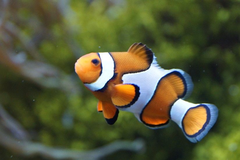 Young Clown Fish New Wallpaper Wallpaper ...