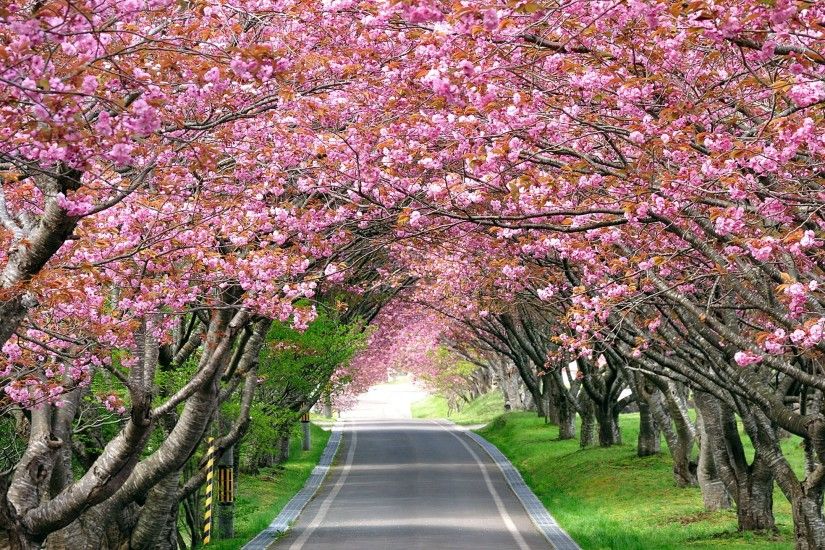 Nature / Cherry Blossom Trees Wallpaper