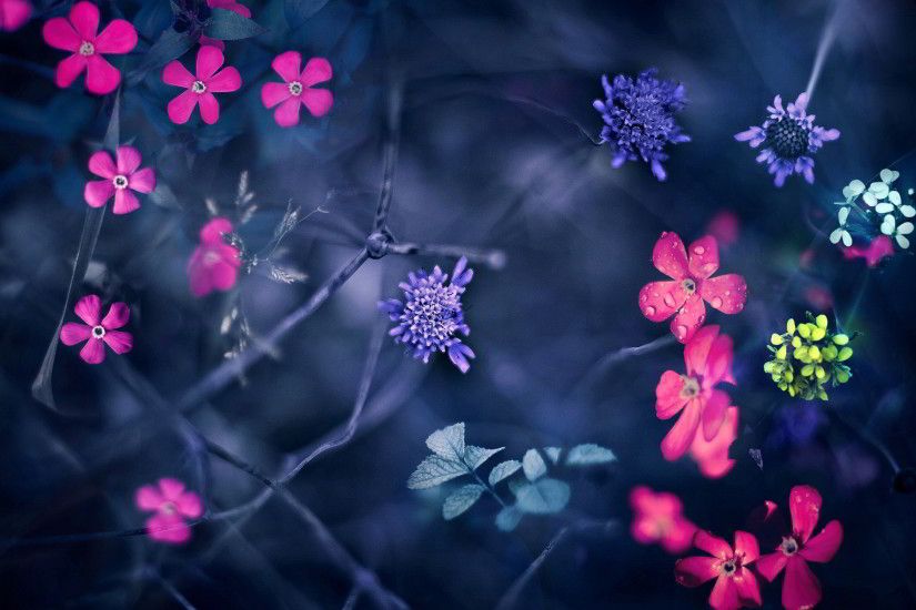 0 Flowers Hd Images Collection Flowers Hd Wallpaper, Creative Flowers HD  Wallpapers | #WPNOQ924.