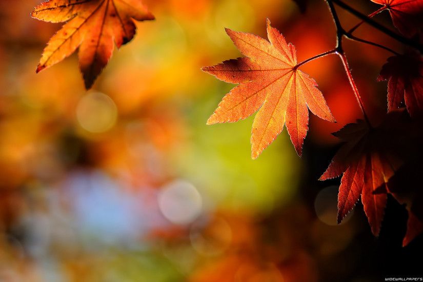 Autumn Leaves Wallpaper - Autumn Leaves Wallpaper