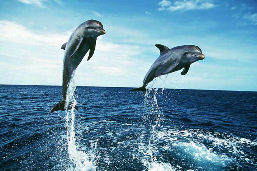 Dolphins Wide Desktop Background
