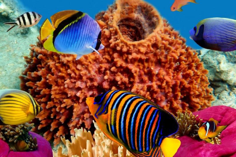 Reefs Tag - Fishes Tropical Reef Coral Reefs Ocean Underwater Wallpaper For  Desktop for HD 16