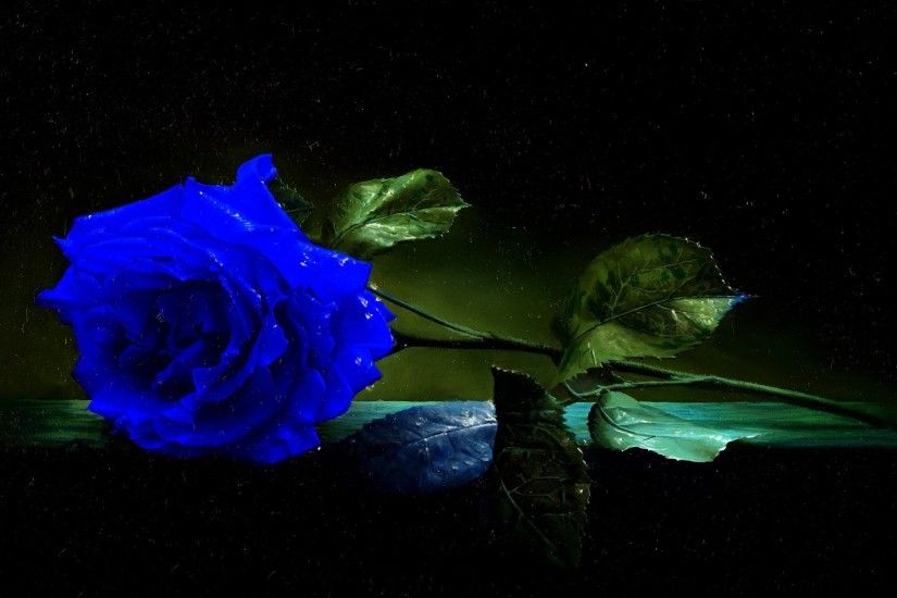 ~Blue Rose~