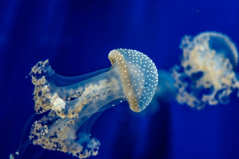 Moon jellyfish 4K Ultra HD Wallpaper | Download Wallpaper 3840x2160  Jellyfish, Underwater, Sea 4K