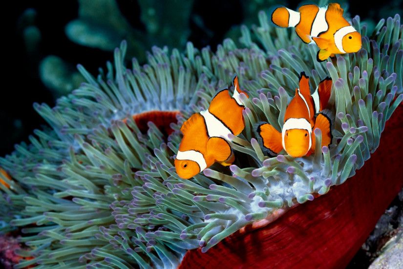 fish, Sea, Coral, Sea Anemones, Clownfish, Nature, Animals Wallpapers HD /  Desktop and Mobile Backgrounds