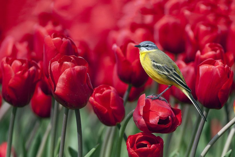 Bird on Red Tulips Wallpaper 2271