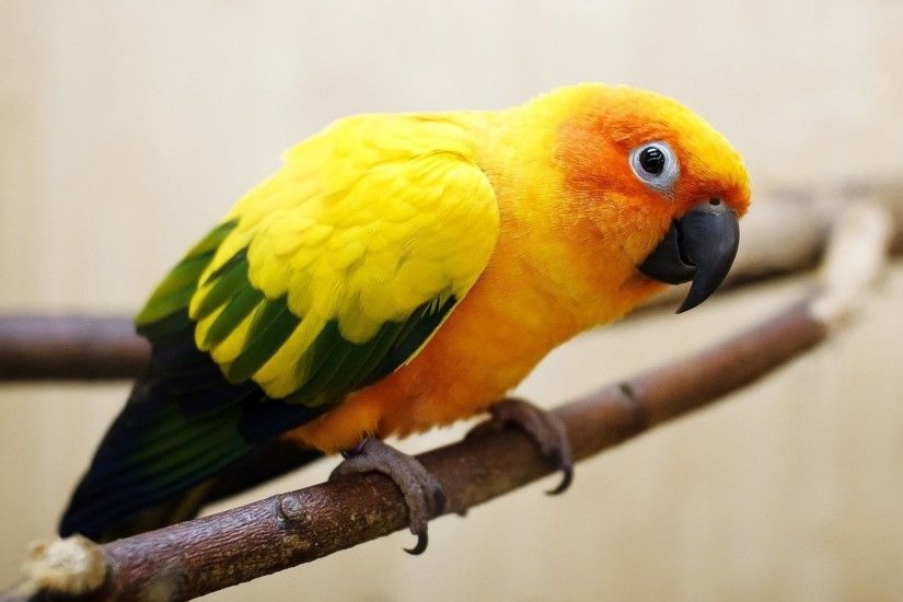 Animal - Parrot Parakeet Bird Wallpaper