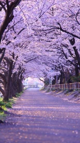 Sakura Blossom Street #iPhone #6 #plus #wallpaper