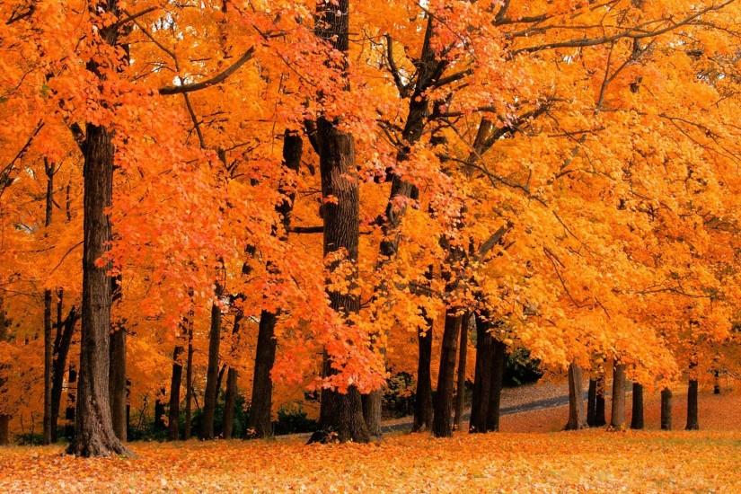 hd autumn desktop wallpaper - www.