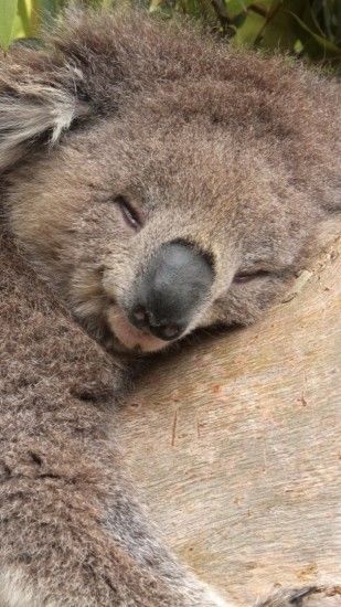 Preview wallpaper koala, sleeping, lying down, face 1440x2560