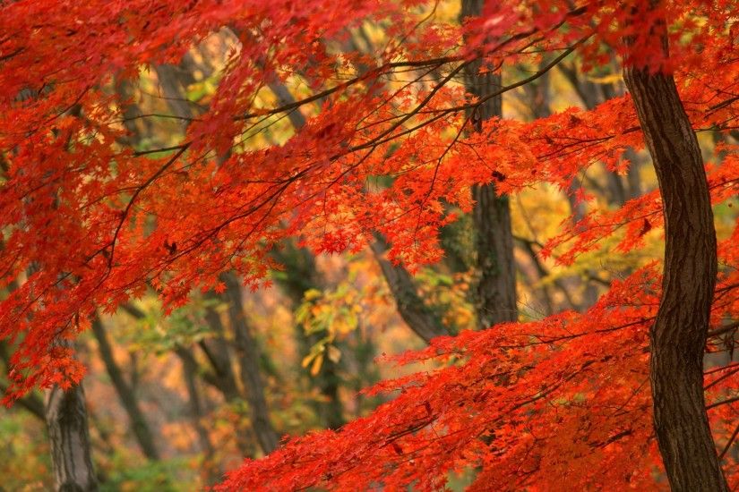 1920x1200 fall of autumn leaves desktop wallpaper fall of autumn leaves  desktop .