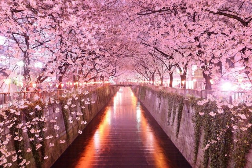 Image for Japan Sakura Wallpaper For Mac #5zkld