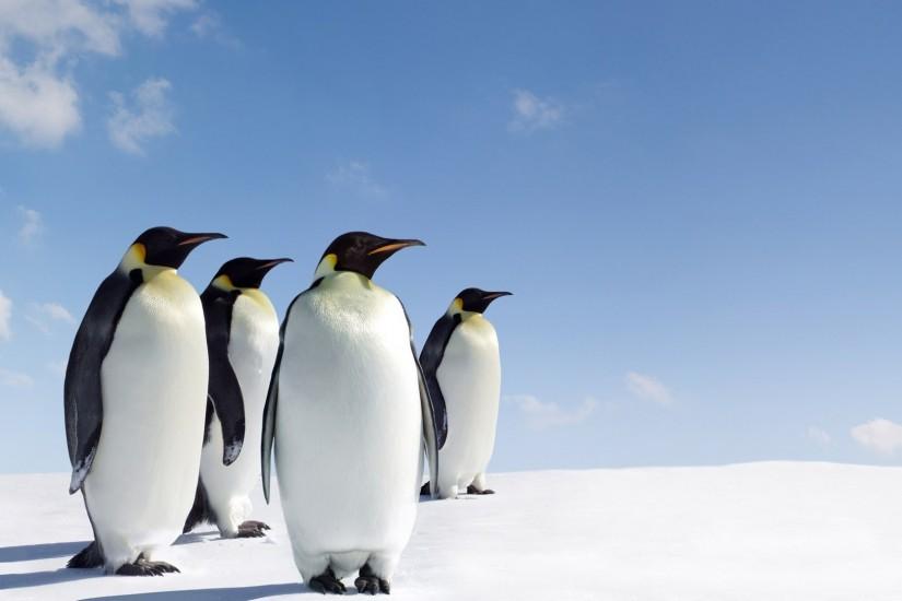 Penguin HD Wallpapers and Pictures