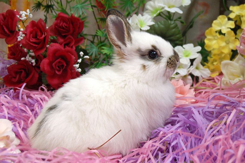 Animal - Rabbit Wallpaper