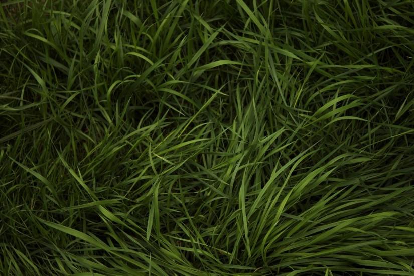 grass background 1920x1200 for ipad pro
