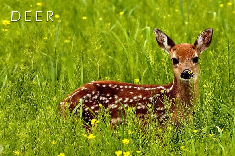 Best Deer Wallpapers and Backgrounds