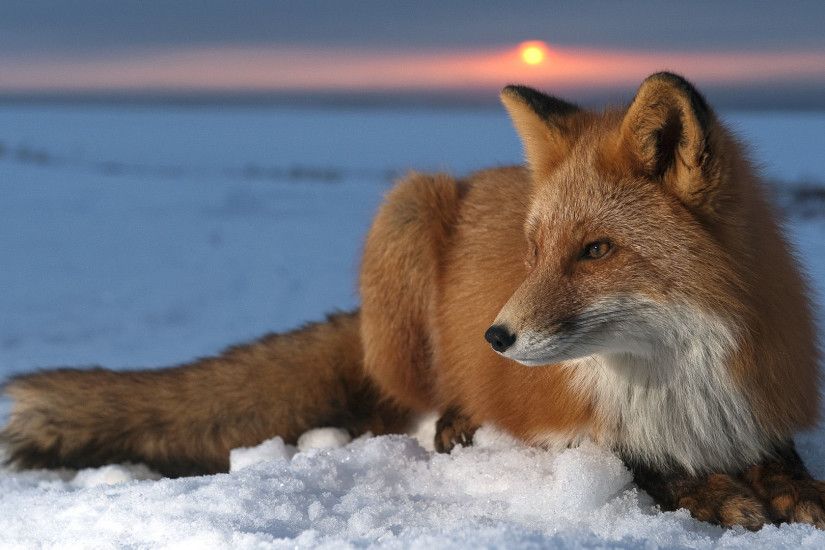 wonderful hd wallpapers of fox animal free download high definition  widescreen wallpapers of animals