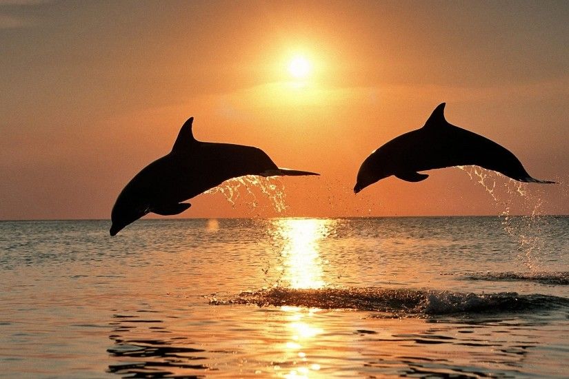 Animal - Dolphin Wallpaper