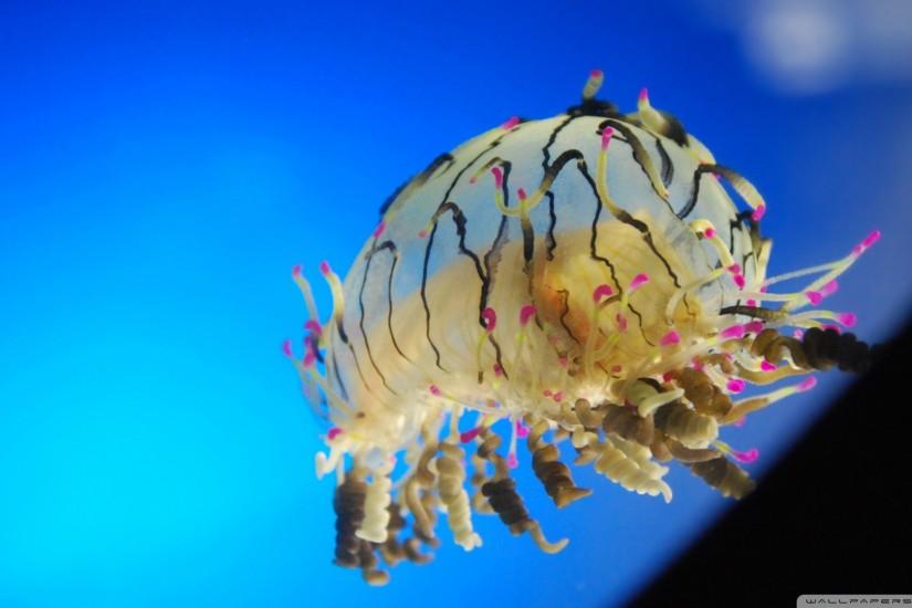Colorful Jellyfish Wallpaper Curly jellyfish wallpaper