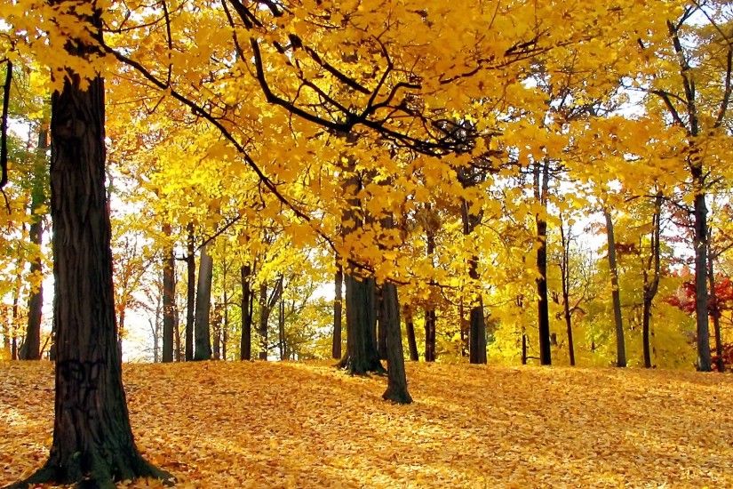 Autumn Trees Wallpaper Autumn Nature Wallpapers