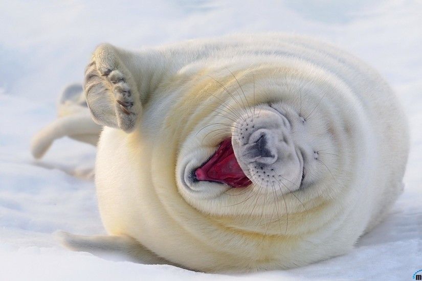 Laughing Seal - His buddy must have really cracked a good joke. This white  seal was just loving it!