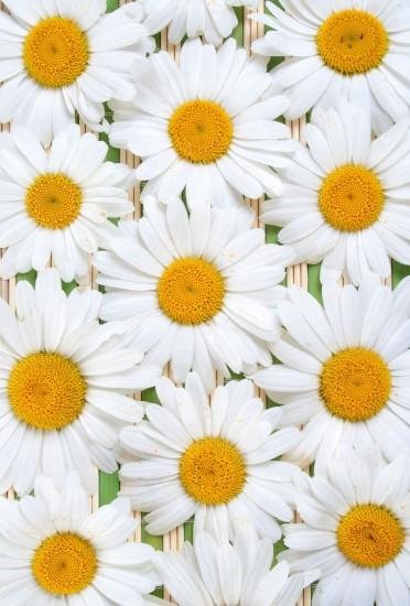 daisy | rare roses on paper white camomile flowers white daisy background