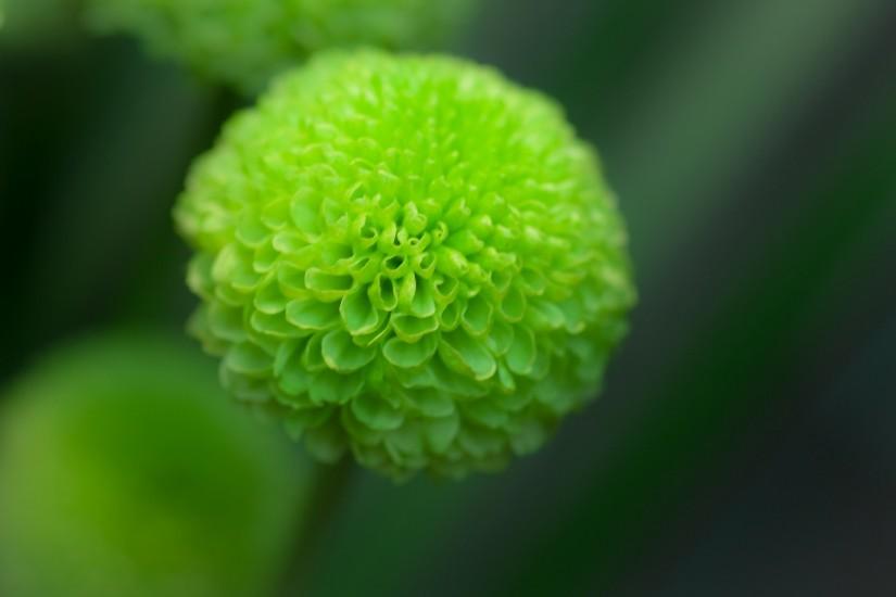 ... green summer dahlia flower with natural abstract soft background focus  high resolution pictures