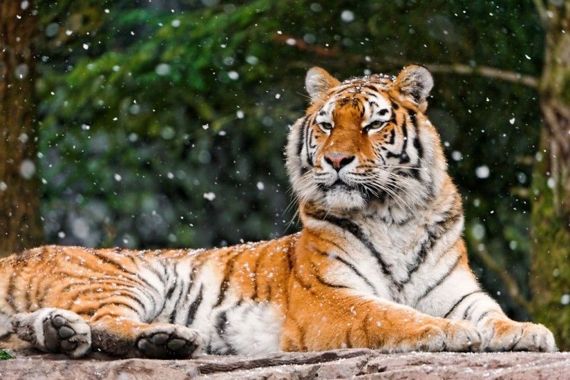 Animals / Siberian tiger Wallpaper