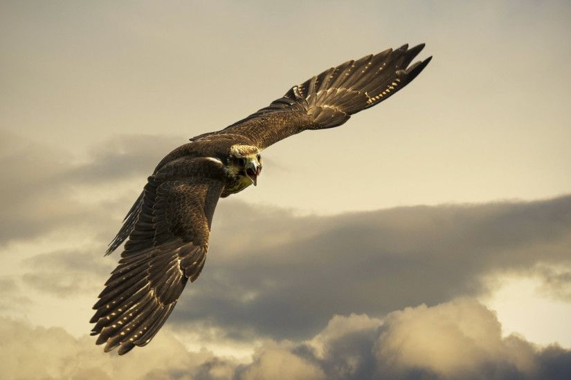 Preview wallpaper eagle, flight, sky, wings, clouds 2048x1152